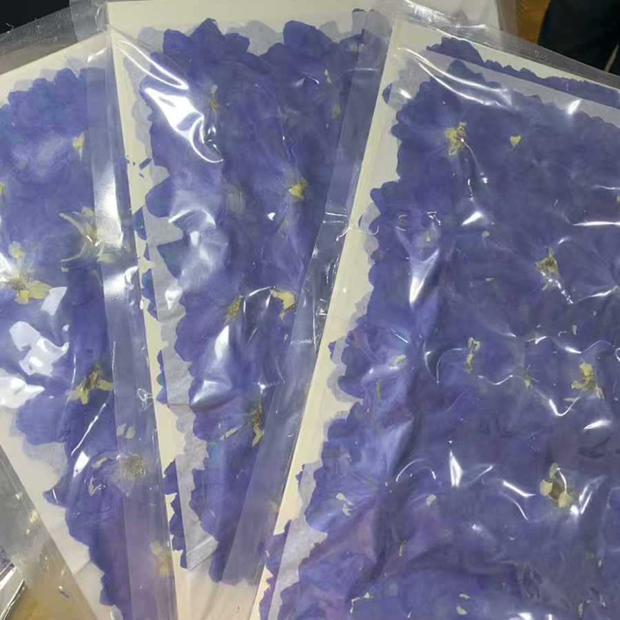 Dried Flower Bookmark - 1000pcs Bunga Konsolida Ajacis Biru Kering