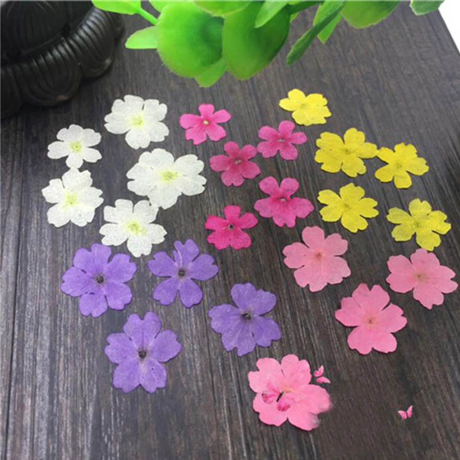 Dried Flower Bookmark - 60 Buah 1-2Cm Ditekan Kering Dicelup