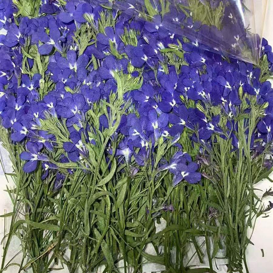 Dried Flower Bookmark - 60X Tangkai Bunga Lobelia Erinus Biru