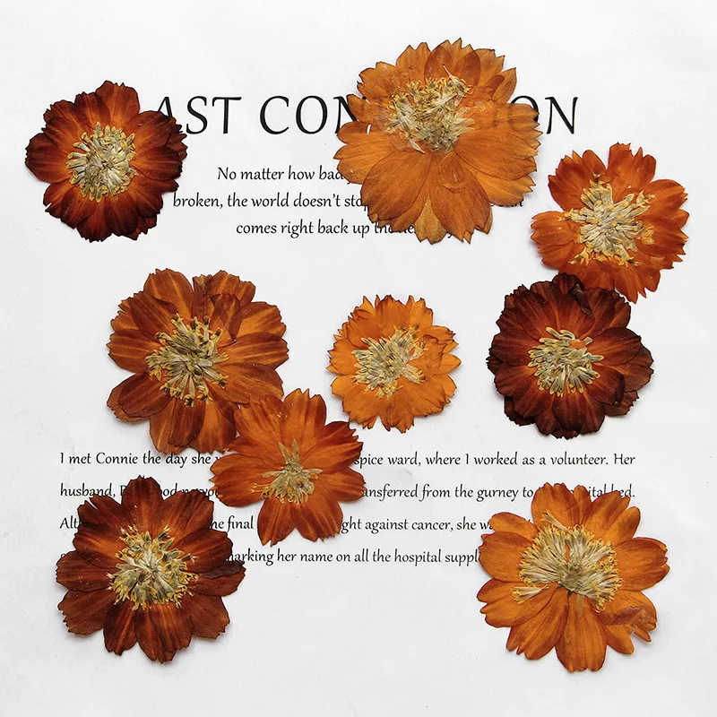 Dried Flower Bookmark - 12 Buah/3-5Cm, Krisan Thiohua Ditekan Alam,
