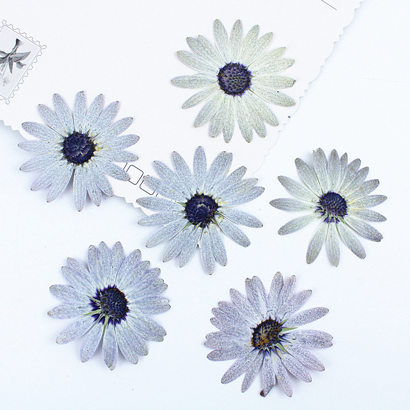 Dried Flower Bookmark - 12 Buah/4-6Cm, Bunga Kering Margaret Abu-abu-Putih