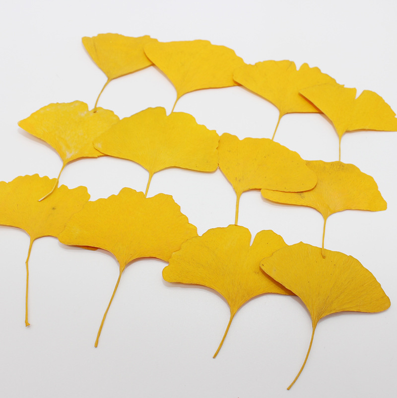 Dried Flower Bookmark - 60 Buah Herbarium Tanaman Daun Ginkgo