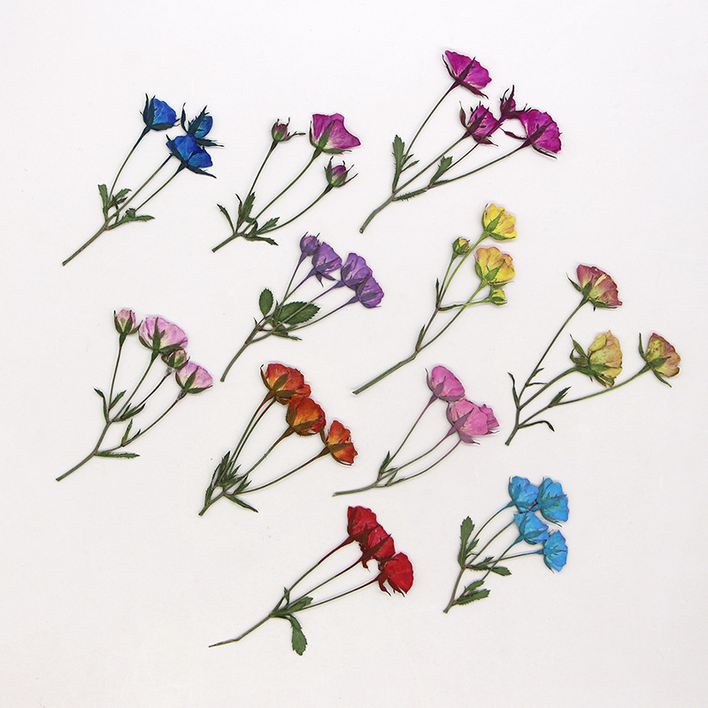 36X ditekan kering multi-kepal - Dried Flower Bookmark ulasan dan harga