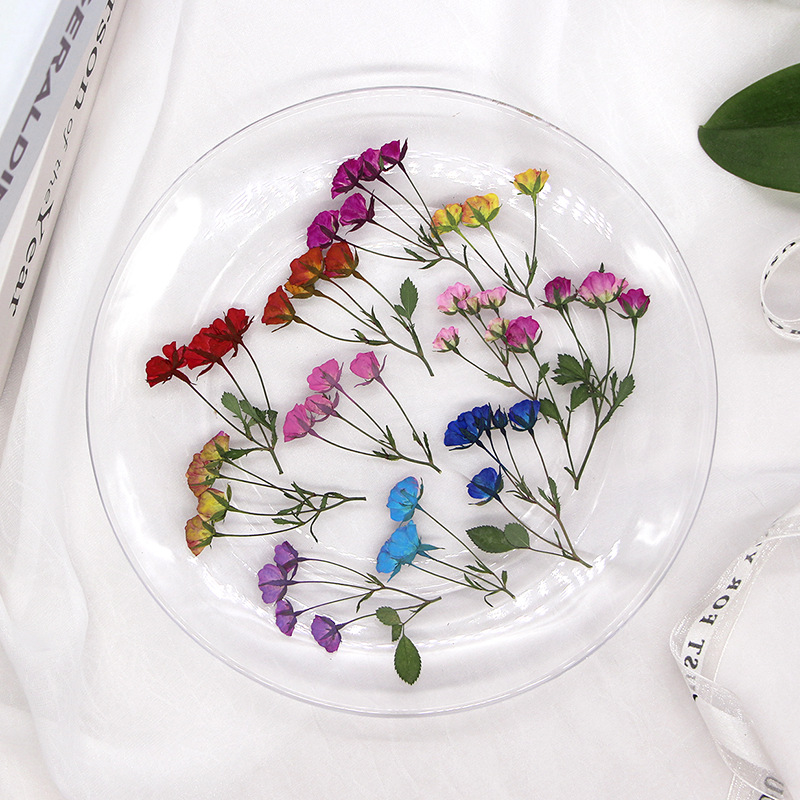 36X ditekan kering multi-kepal - Dried Flower Bookmark ulasan dan harga