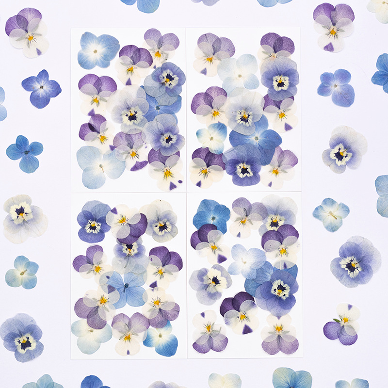 12 Buah, Bunga Kering Viola Co - Dried Flower Bookmark ulasan dan harga