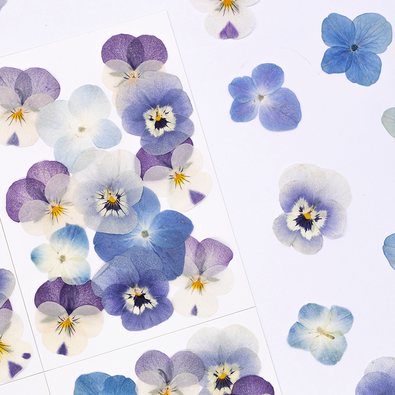 12 Buah, Bunga Kering Viola Co - Dried Flower Bookmark ulasan dan harga