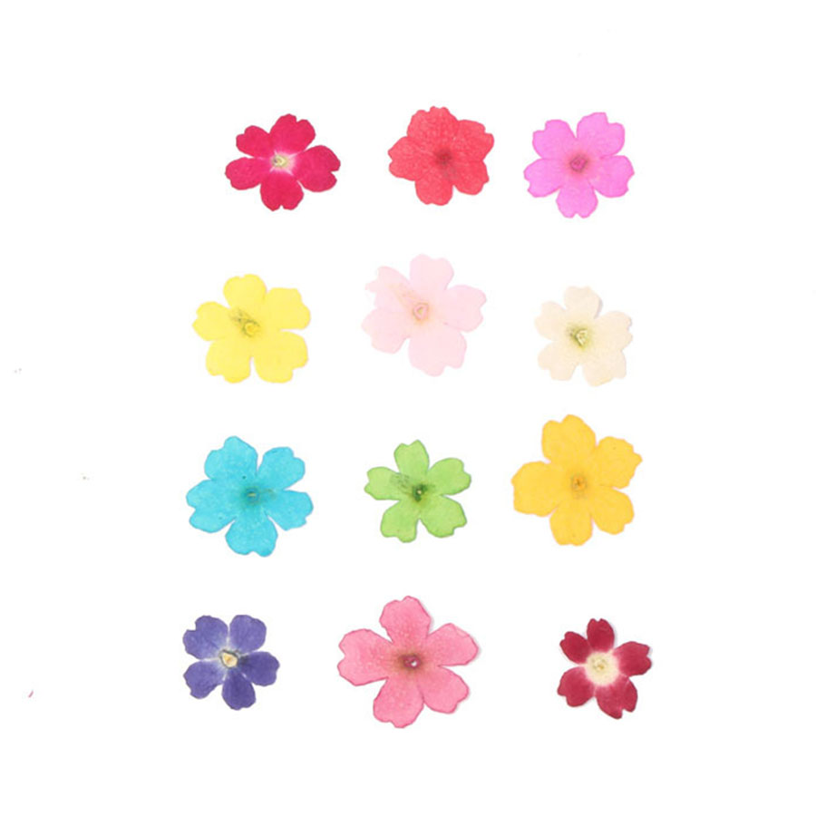 60 Buah 1-2Cm Ditekan Kering D - Dried Flower Bookmark ulasan dan harga