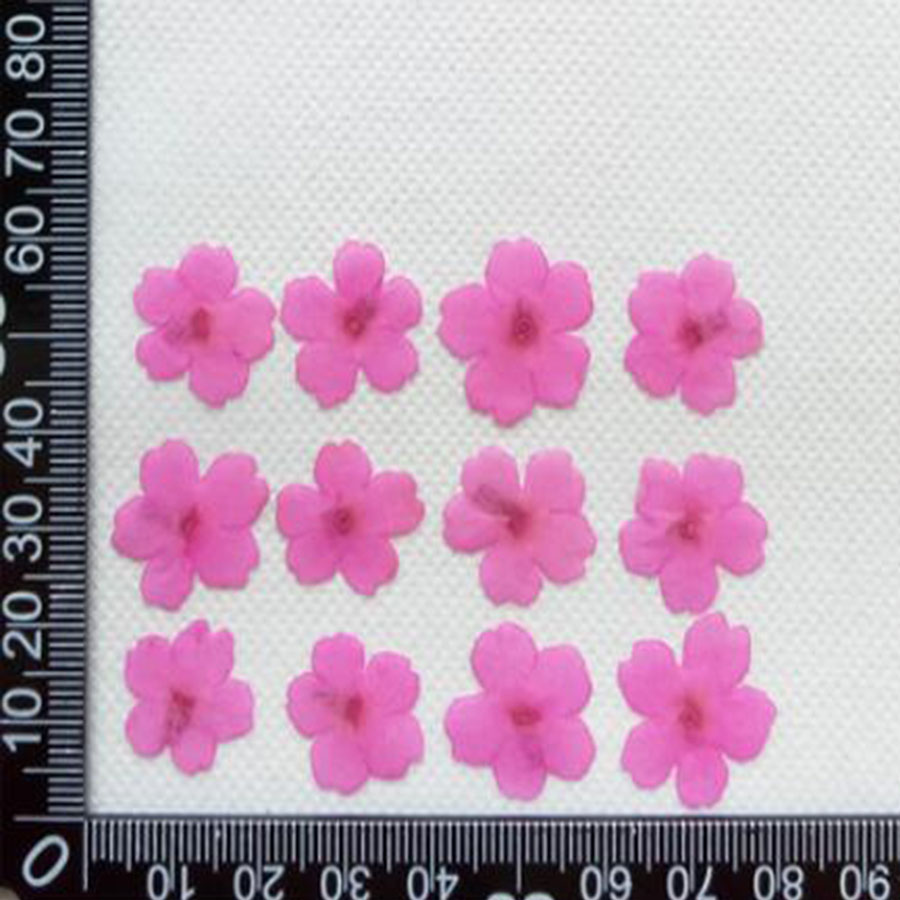 60 Buah 1-2Cm Ditekan Kering D - Dried Flower Bookmark ulasan dan harga