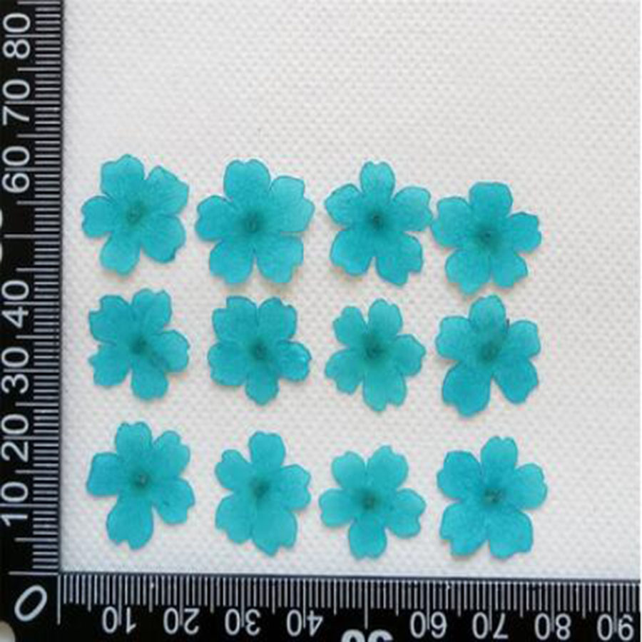 60 Buah 1-2Cm Ditekan Kering D - Dried Flower Bookmark ulasan dan harga