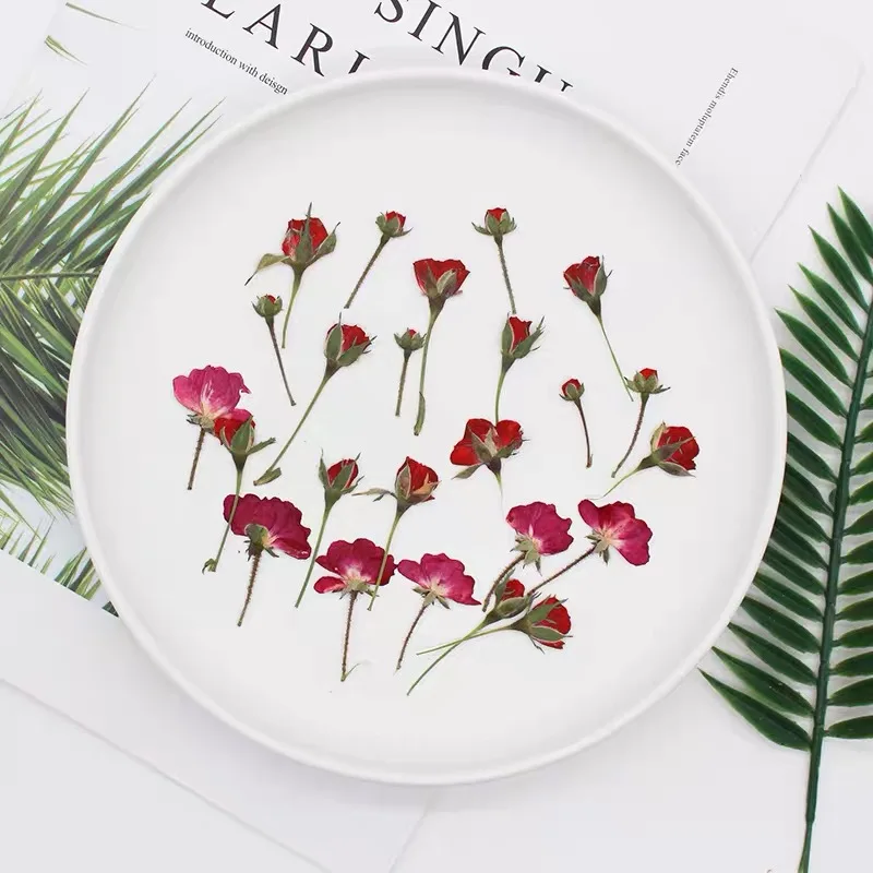 60 buah kering sisi ditekan me - Dried Flower Bookmark ulasan dan harga