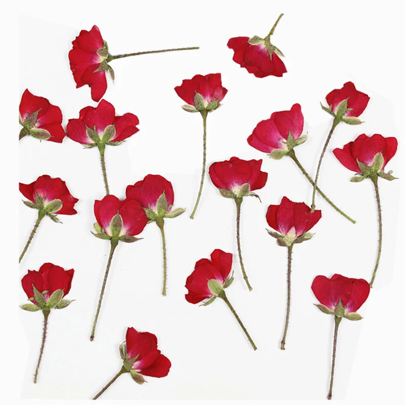 60 buah kering sisi ditekan me - Dried Flower Bookmark ulasan dan harga