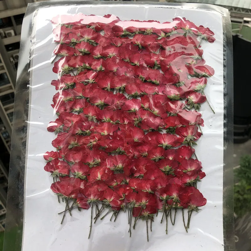60 buah kering sisi ditekan me - Dried Flower Bookmark ulasan dan harga