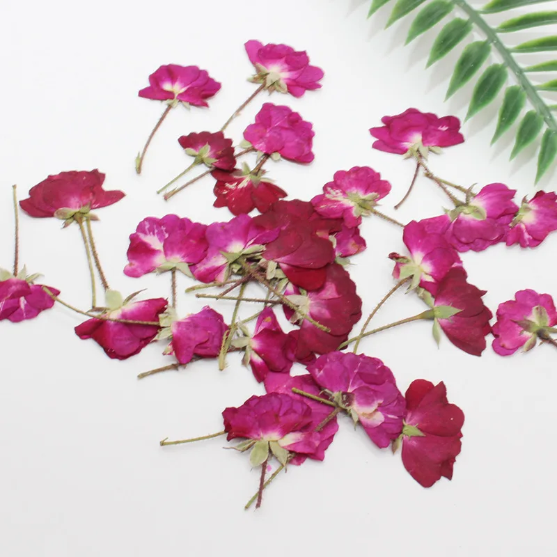 60 buah kering sisi ditekan me - Dried Flower Bookmark ulasan dan harga