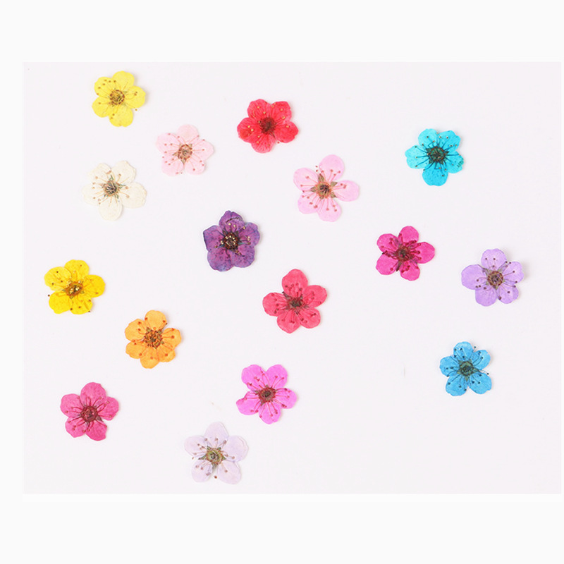 60 Buah Mini Dipencet Kering N - Dried Flower Bookmark ulasan dan harga