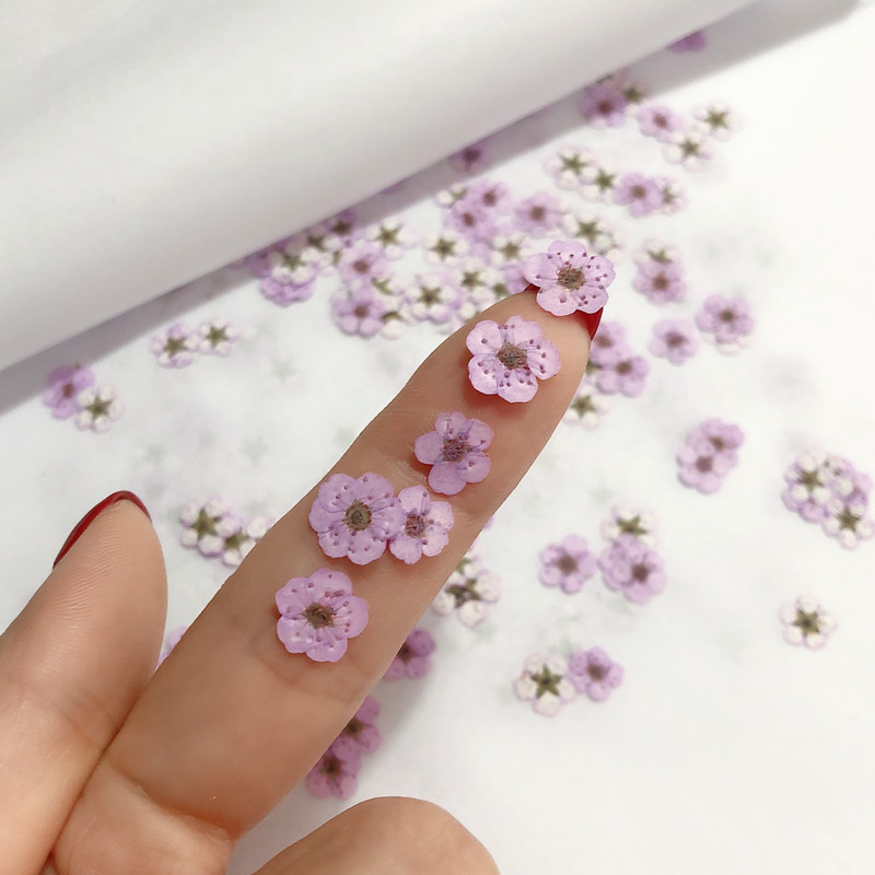 60 Buah Mini Dipencet Kering N - Dried Flower Bookmark ulasan dan harga