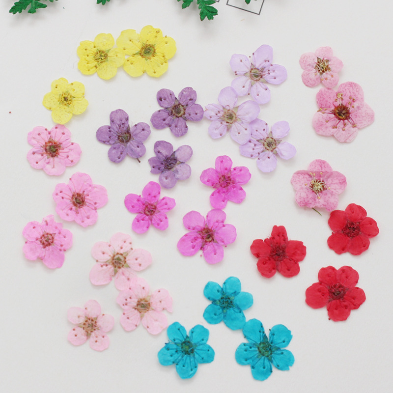 60 Buah Mini Dipencet Kering N - Dried Flower Bookmark ulasan dan harga