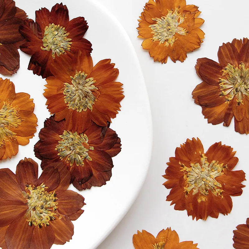 12 Buah/3-5Cm, Krisan Thiohua  - Dried Flower Bookmark ulasan dan harga