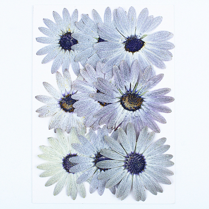 12 Buah/4-6Cm, Bunga Kering Ma - Dried Flower Bookmark ulasan dan harga