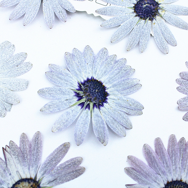 12 Buah/4-6Cm, Bunga Kering Ma - Dried Flower Bookmark ulasan dan harga
