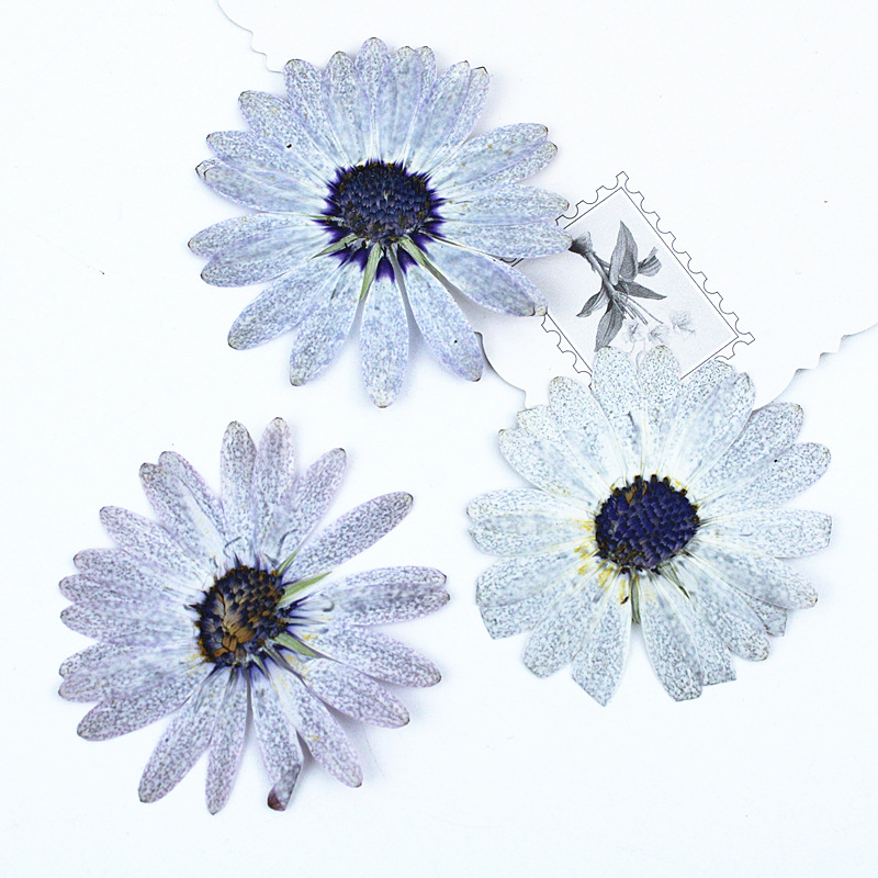 12 Buah/4-6Cm, Bunga Kering Ma - Dried Flower Bookmark ulasan dan harga