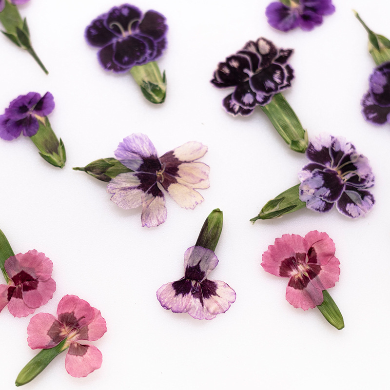 24pcs, Bunga Dianthus Kering A - Dried Flower Bookmark ulasan dan harga