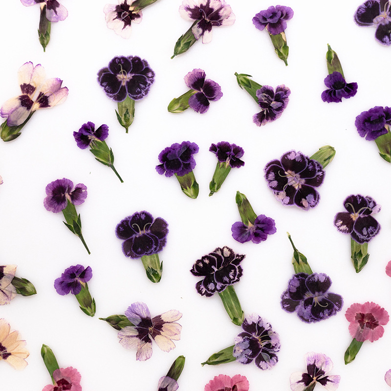 24pcs, Bunga Dianthus Kering A - Dried Flower Bookmark ulasan dan harga