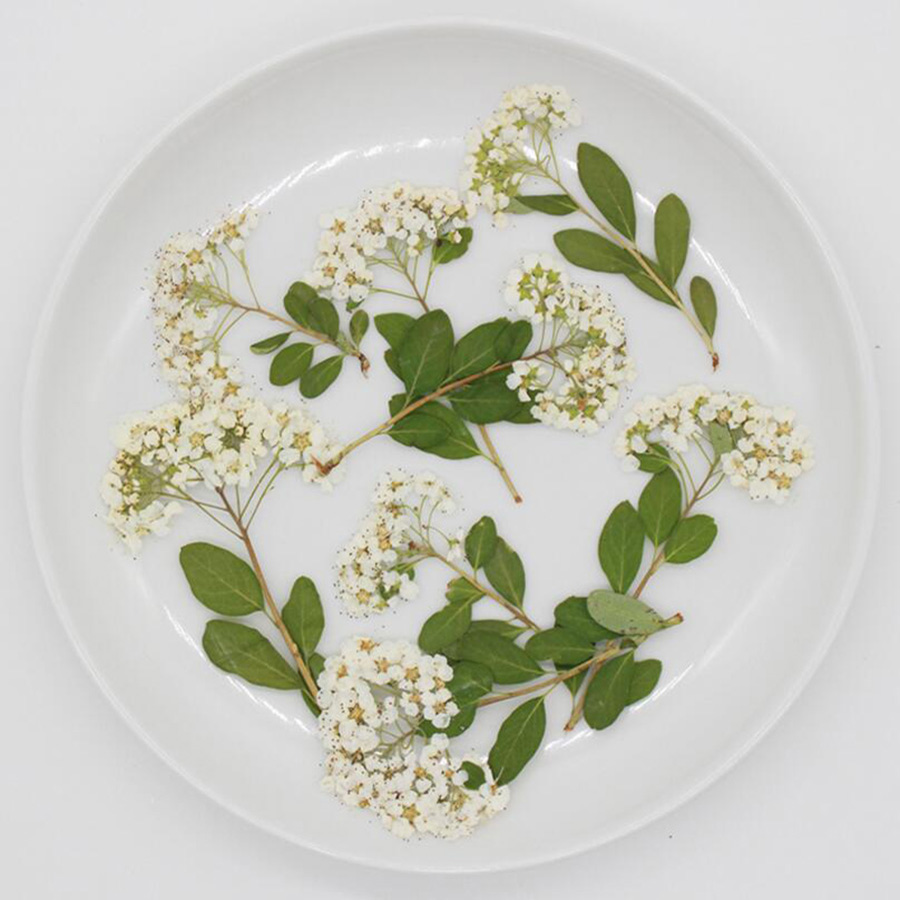60X Bunga Spiraea Putih Alami  - Dried Flower Bookmark ulasan dan harga