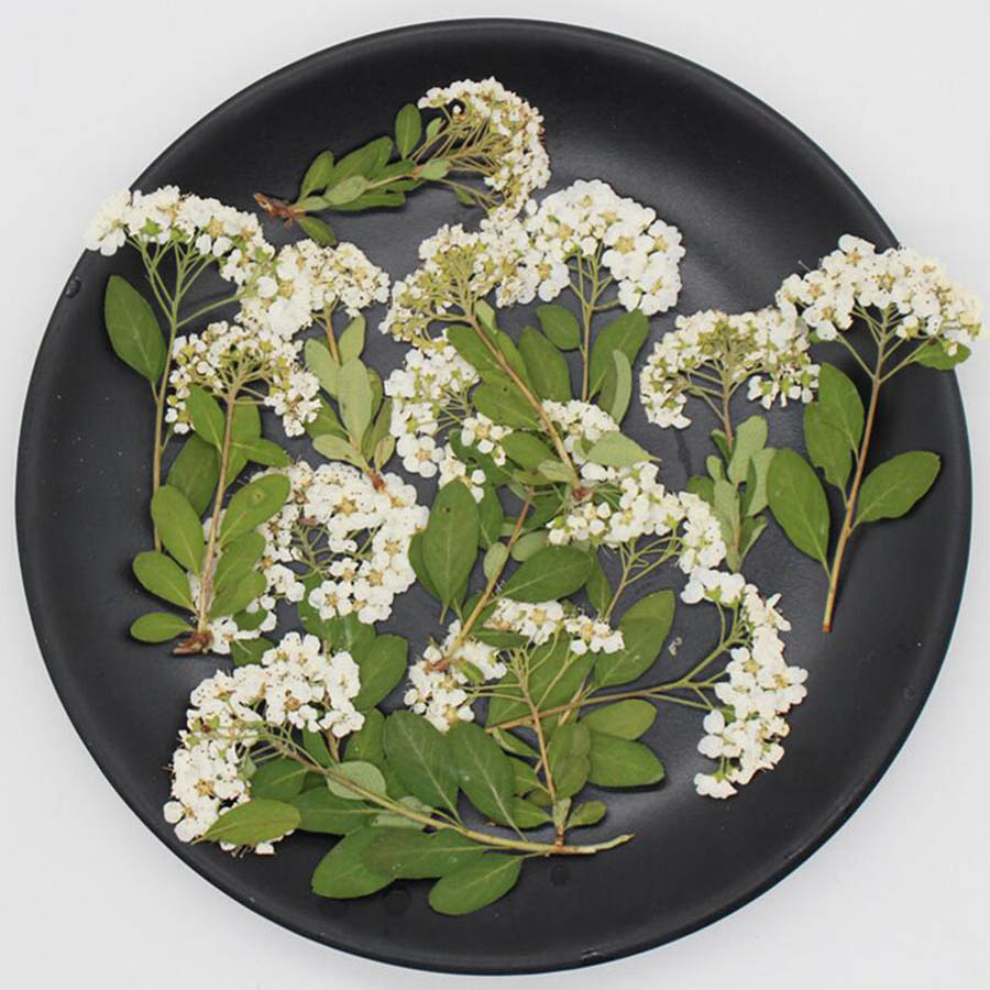 60X Bunga Spiraea Putih Alami  - Dried Flower Bookmark ulasan dan harga