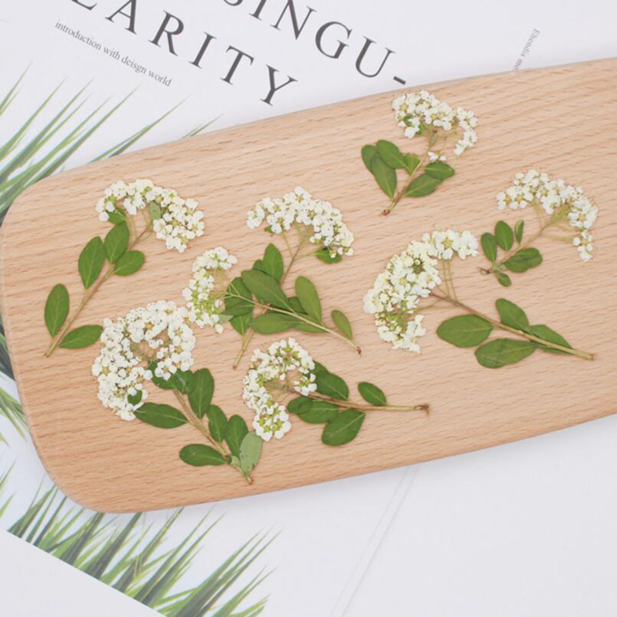 60X Bunga Spiraea Putih Alami  - Dried Flower Bookmark ulasan dan harga