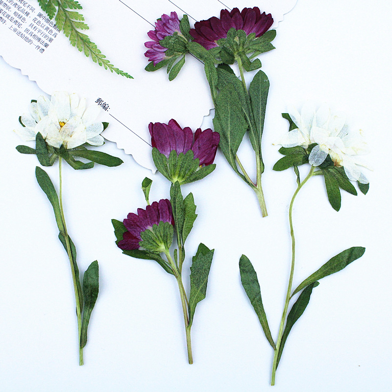 24 Buah, Bunga Krisan Mini Ker - Dried Flower Bookmark ulasan dan harga