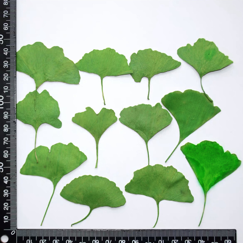 60 Buah Herbarium Tanaman Daun - Dried Flower Bookmark ulasan dan harga